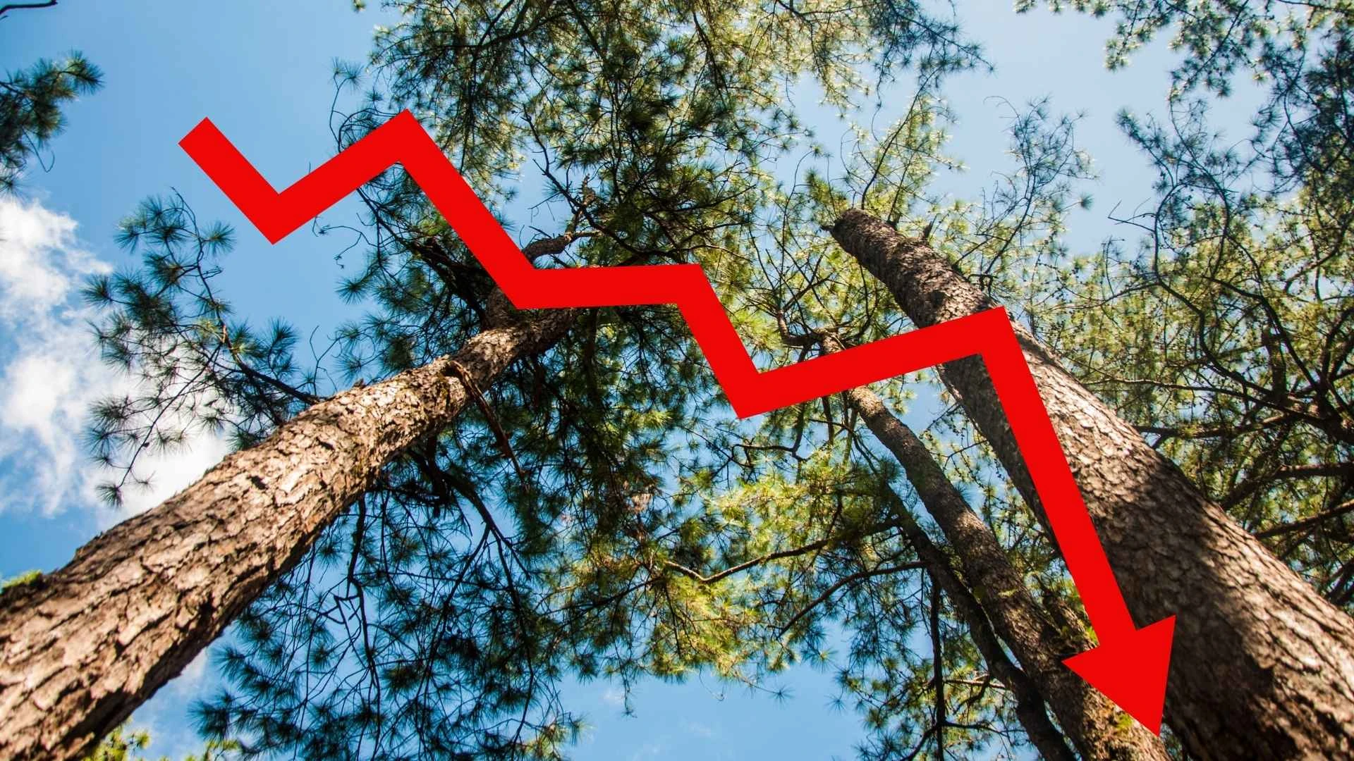 Rückgang mit Signalwirkung: Die Holzbranche am Wendepunkt
