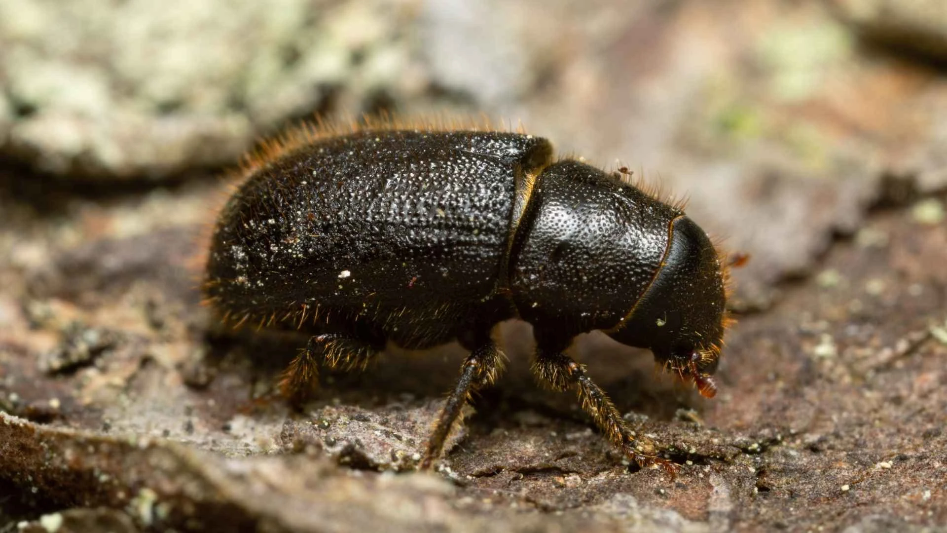 Zwischen Sturm und Schwarm: Wie der Borkenkäfer Bayerns Fichtenwälder herausfordert
